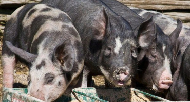 Jak správně krmit prasata na maso?